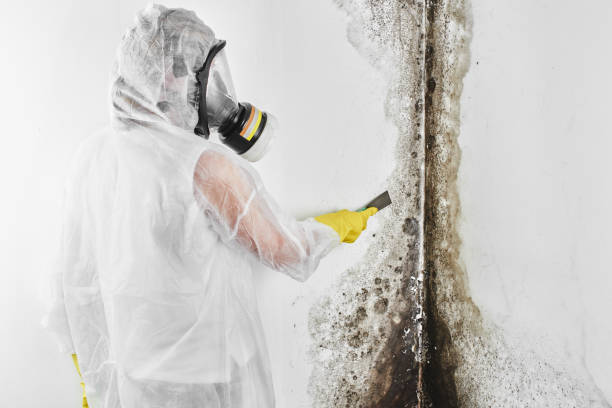 Best Local Mold Removal Service  in Hilbert, WI