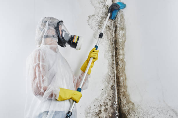 Best Professional Mold Removal  in Hilbert, WI