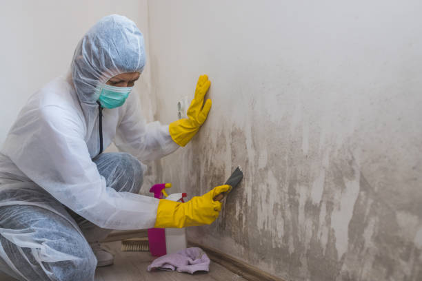 Best Mold Remediation Services  in Hilbert, WI