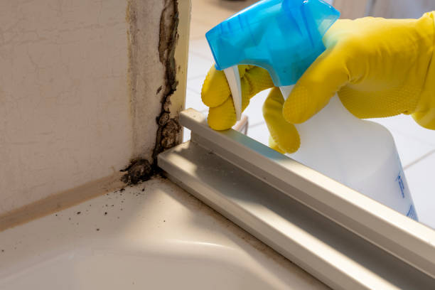 Best Mold Damage Repair  in Hilbert, WI