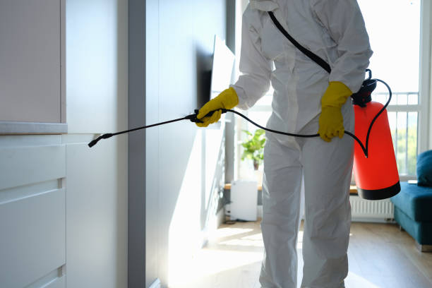 Best Affordable Mold Removal  in Hilbert, WI