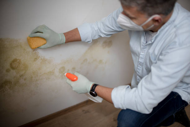 Best Attic Mold Removal  in Hilbert, WI