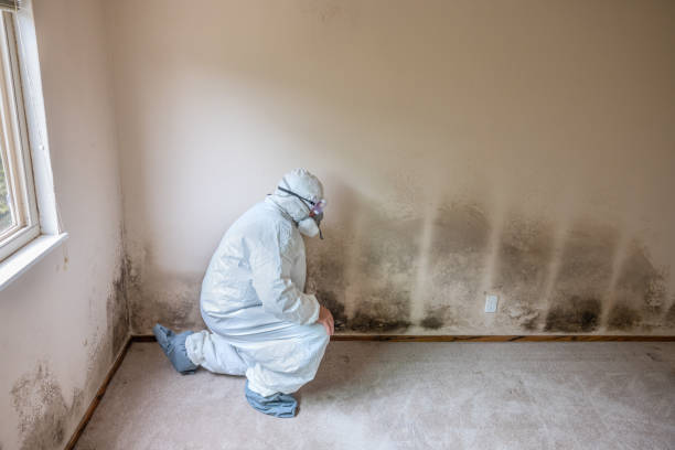 Reliable Hilbert, WI Mold Removal Solutions