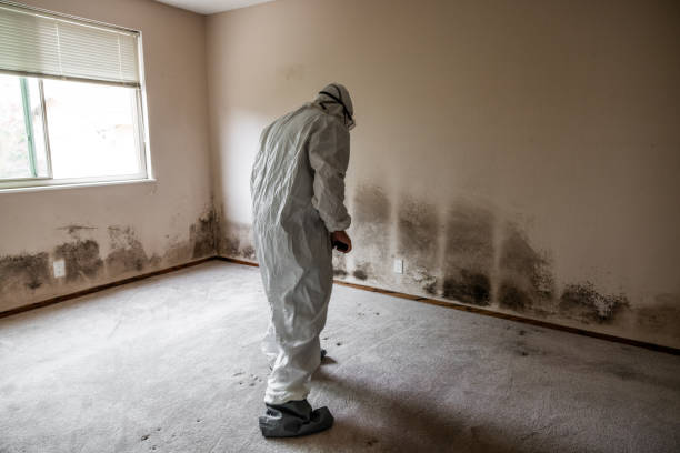 Best Mold Remediation  in Hilbert, WI