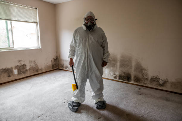 Best Mold Testing and Removal  in Hilbert, WI