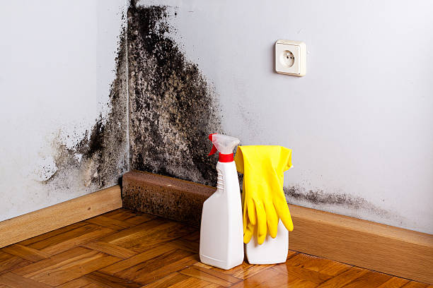 Best Toxic Mold Removal  in Hilbert, WI