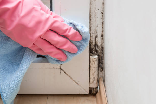 Best Professional Mold Removal  in Hilbert, WI