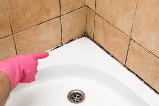 Best Emergency Mold Removal  in Hilbert, WI