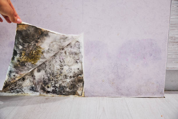 Best Mold Testing  in Hilbert, WI